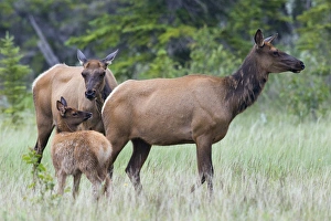 <b class=qtipBold><figcaption>Rocky Mountain Cow Elk with Calf</figcaption></b><br>Rocky Mountain Elk cow with calf<br><em>© Ken Archer / DanitaDelimont.com</em> Rocky Mountain Cow Elk with Calf