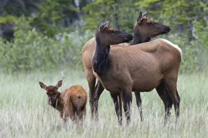 <b class=qtipBold><figcaption>Rocky Mountain Cow Elk with Calf</figcaption></b><br><em>© Ken Archer / DanitaDelimont.com</em> Rocky Mountain Cow Elk with Calf