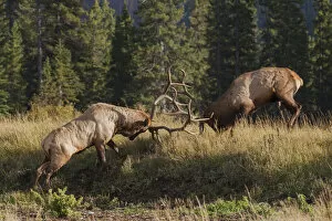 Images Dated 18th August 2018: Rocky Mountain elk bull fighting