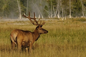 Rocky Mountain Elk in floodplain marsh grasses, Yellowstone backcountry Rocky Mountain Elk in floodplain marsh grasses, Yellowstone backcountry