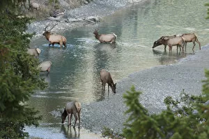 Images Dated 6th October 2006: Rocky Mountain Elk Herd Crossing Mountain Stream