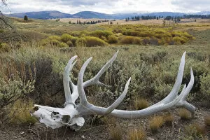 Images Dated 10th October 2011: Rocky Mountain elk skull