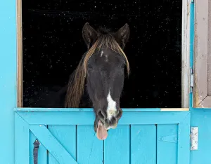 Rocky mountain horse yawning, Winter, New Mexico Rocky mountain horse yawning, Winter, New Mexico