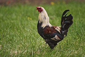 Rooster Pioneer Homestead at Oconaluftee Visitor Center Great Smoky Mountains N Rooster Pioneer Homestead at Oconaluftee Visitor Center Great Smoky Mountains N