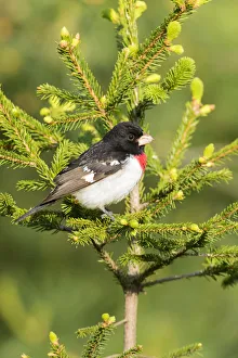 Rose-breasted Grosbeak (Pheucticus ludovicianus) male in spruce tree. Marion Co. IL Rose-breasted Grosbeak (Pheucticus ludovicianus) male in spruce tree. Marion Co. IL