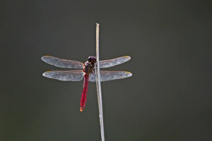 Roseate Skimmer (Orthemis ferruginea) male perched, south Texas