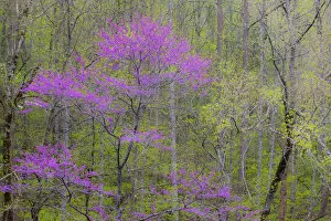 Images Dated 19th April 2014: Rosebud tree in bloom in hardwood forest