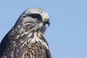 <b class=qtipBold><figcaption>Rough-legged Hawk Close-up</figcaption></b><br><em>© Ken Archer / DanitaDelimont.com</em> Rough-legged Hawk Close-up