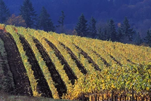 Rows of fall colored vines of Bella Vida vineyard roll over the Red Hills above Dundee Rows of fall colored vines of Bella Vida vineyard roll over the Red Hills above Dundee