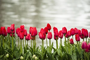 Rows of red tulips are bright against the bright lake background Rows of red tulips are bright against the bright lake background