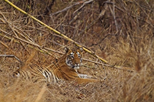 Royal Bengal Tiger, in the bamboo forest, Tadoba Andheri Tiger Reserve, India Royal Bengal Tiger, in the bamboo forest, Tadoba Andheri Tiger Reserve, India