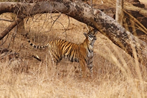 Royal Bengal Tiger catching the scent, Ranthambhor National Park, India Royal Bengal Tiger catching the scent, Ranthambhor National Park, India