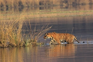 Royal Bengal Tiger coming out of lake Rajbagh, Ranthambhor National Park, India Royal Bengal Tiger coming out of lake Rajbagh, Ranthambhor National Park, India