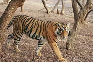 Images Dated 9th March 2008: Royal Bengal Tiger coming out of woodland, Ranthambhor National Park, India