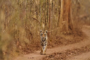 Images Dated 10th April 2010: Royal Bengal Tiger cub on the move, Tadoba Andheri Tiger Reserve, India