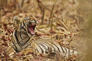 Images Dated 9th April 2010: Royal Bengal Tiger cub yawning, Tadoba Andheri Tiger Reserve, India
