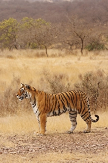 Royal Bengal Tiger in the dry grassland, Ranthambhor National Park, India Royal Bengal Tiger in the dry grassland, Ranthambhor National Park, India