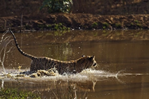 Royal Bengal Tiger, having fun in the jungle pond, Tadoba Andheri Tiger Reserve, India Royal Bengal Tiger, having fun in the jungle pond, Tadoba Andheri Tiger Reserve, India