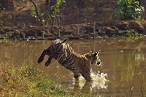 Royal Bengal Tiger, jumping into the jungle pond. Tadoba Andheri Tiger Reserve, India Royal Bengal Tiger, jumping into the jungle pond. Tadoba Andheri Tiger Reserve, India