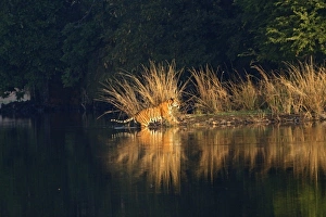 Royal Bengal Tiger in the Lake Rajbagh, Ranthambhor National Park, India Royal Bengal Tiger in the Lake Rajbagh, Ranthambhor National Park, India