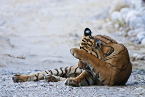 Royal Bengal Tiger (male) on the riverbed of Ramganga river, Corbett National Park Royal Bengal Tiger (male) on the riverbed of Ramganga river, Corbett National Park