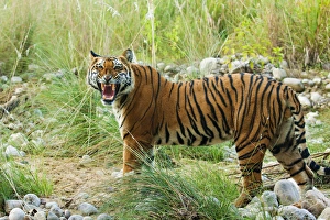 Royal Bengal Tiger (male) snarling, on the riverbed of Ramganga river Royal Bengal Tiger (male) snarling, on the riverbed of Ramganga river