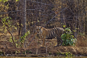 Royal Bengal Tiger, near jungle pond, Tadoba Andheri Tiger Reserve, India Royal Bengal Tiger, near jungle pond, Tadoba Andheri Tiger Reserve, India