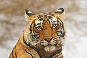 Images Dated 12th March 2008: Royal Bengal Tiger - a portrait, Ranthambhor National Park, India