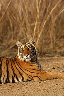 Safari in India: Meet the Royal Bengal Tiger