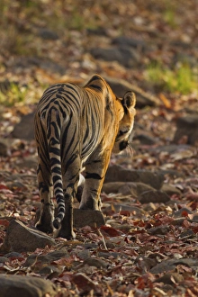 Royal Bengal Tiger, walking on the fallen leaves, Tadoba Andheri Tiger Reserve, India Royal Bengal Tiger, walking on the fallen leaves, Tadoba Andheri Tiger Reserve, India