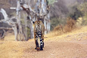Royal Bengal Tiger walking around irs territory, Ranthambhor National Park, India Royal Bengal Tiger walking around irs territory, Ranthambhor National Park, India