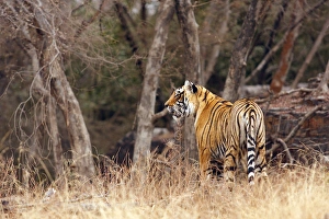 Royal Bengal Tiger walking around its territory, Ranthambhor National Park, India Royal Bengal Tiger walking around its territory, Ranthambhor National Park, India