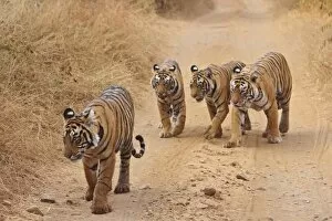 Ranthambhore National Park Gallery: Royal Bengal Tigers