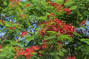 Royal Poinciana tree produces beautiful red flowers Royal Poinciana tree produces beautiful red flowers