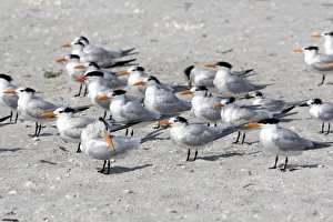 Royal Terns on the beach in Sanibel Island on the Gulf Coast of Florida Royal Terns on the beach in Sanibel Island on the Gulf Coast of Florida