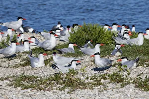 Royal Terns (Sterna maxima) on nesting island Royal Terns (Sterna maxima) on nesting island