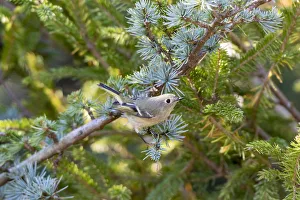 Ruby-crowned Kinglet (Regulus calendula) immature in Blue Atlas Cedar, Marion County Ruby-crowned Kinglet (Regulus calendula) immature in Blue Atlas Cedar, Marion County
