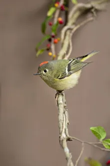 Ruby-crowned kinglet (Regulus calendula) perched Ruby-crowned kinglet (Regulus calendula) perched
