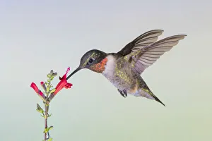 Ruby-throated Hummingbird (Archilochus solubris) feeding Ruby-throated Hummingbird (Archilochus solubris) feeding