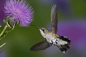 Ruby-throated hummingbird in flight at thistle flower, Archilochus colubris Ruby-throated hummingbird in flight at thistle flower, Archilochus colubris