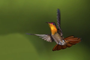 <b class=qtipBold><figcaption>Ruby Topaz Hummingbird</figcaption></b><br><em>© Ken Archer / DanitaDelimont.com</em> Ruby Topaz Hummingbird
