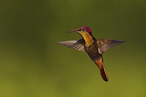 <b class=qtipBold><figcaption>Ruby Topaz Hummingbird</figcaption></b><br><em>© Ken Archer / DanitaDelimont.com</em> Ruby Topaz Hummingbird