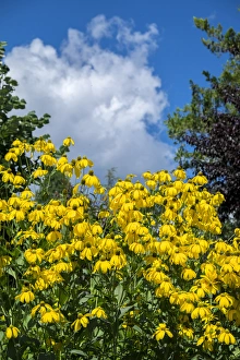<b class=qtipBold><figcaption>Rudbeckia hirta, USA</figcaption></b><br>Rudbeckia Hirta, USA<br><em>© Lisa Engelbrecht / DanitaDelimont.com</em> Rudbeckia hirta, USA