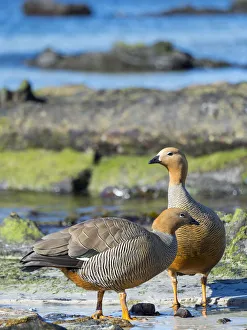 Ruddy-headed Goose (Chloephaga rubidiceps) in tidal area of Carcass Island. South America Ruddy-headed Goose (Chloephaga rubidiceps) in tidal area of Carcass Island. South America