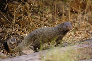 Ruddy Mongoose (Herpestes smithii) Ranthambhore National Park. Rajasthan. INDIA Ruddy Mongoose (Herpestes smithii) Ranthambhore National Park. Rajasthan. INDIA