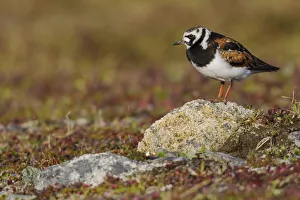 Ruddy Turnstone Gallery: Ruddy Turnstone; Arctic Tundra