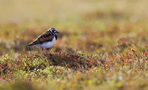 Ruddy Turnstone Gallery: Ruddy Turnstone on the Arctic Tundra