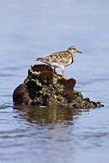 Ruddy Turnstone (Arenaria interpres) standing on seaweed encrusted rock Ruddy Turnstone (Arenaria interpres) standing on seaweed encrusted rock