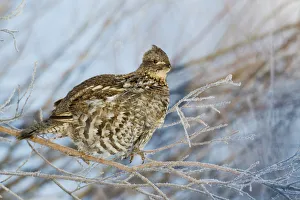 <b class=qtipBold><figcaption>Ruffed Grouse; frosty winter morning</figcaption></b><br><em>© Ken Archer / DanitaDelimont.com</em> Ruffed Grouse; frosty winter morning