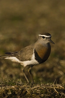 Rufous-chested Dotterel (Charadrius modestus) Pebble Island, off north coast of West Falkland